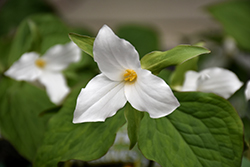 Great White Trillium (Trillium grandiflorum) at Lakeshore Garden Centres