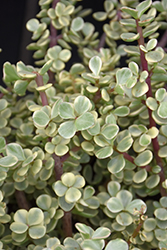 Variegated Elephant Food (Portulacaria afra 'Variegata') at Lakeshore Garden Centres