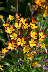 Oakleaf Yellow Picotee Primrose (Primula vulgaris 'Oakleaf Yellow Picotee') at A Very Successful Garden Center
