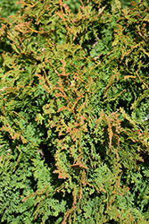 Zmatlik Arborvitae (Thuja occidentalis 'Zmatlik') at Stonegate Gardens