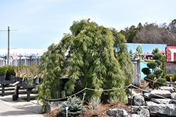 Weeping White Pine (Pinus strobus 'Pendula') at Stonegate Gardens