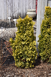 Amber Gold Arborvitae (Thuja occidentalis 'Jantar') at Lakeshore Garden Centres