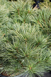 Horsford Dwarf Eastern White Pine (Pinus strobus 'Horsford Dwarf') at Stonegate Gardens