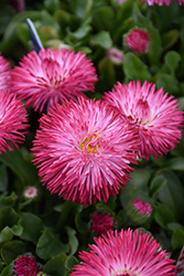 Habanera Red English Daisy (Bellis perennis 'Habanera Red') at A Very Successful Garden Center