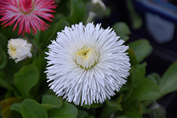 Habanera White English Daisy (Bellis perennis 'Habanera White') at Lakeshore Garden Centres