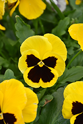 Spring Matrix Yellow Blotch Pansy (Viola 'PAS912406') at Stonegate Gardens