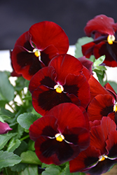Mammoth Big Red Pansy (Viola x wittrockiana 'Mammoth Big Red') at Stonegate Gardens
