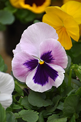 Mammoth Pink Berry Pansy (Viola x wittrockiana 'Mammoth Pink Berry') at Wallitsch Nursery And Garden Center