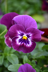 Cool Wave Raspberry Pansy (Viola x wittrockiana 'PAS1196270') at Stonegate Gardens