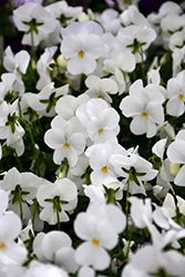 Sorbet XP White Pansy (Viola 'PAS737505') at Stonegate Gardens