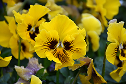 Frizzle Sizzle Yellow Pansy (Viola x wittrockiana 'Frizzle Sizzle Yellow') at Stonegate Gardens