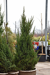 Ontario Green Chinese Juniper (Juniperus chinensis 'Ontario Green') at Lakeshore Garden Centres