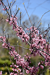 Cotton Candy Redbud (Cercis canadensis 'Sjo') at Stonegate Gardens
