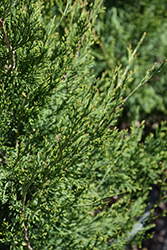 Emerald Feather Juniper (Juniperus virginiana 'J. N. Select Green') at Lakeshore Garden Centres