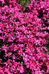 Scarlet Flame Moss Phlox (Phlox subulata 'Scarlet Flame') at Stonegate Gardens