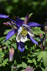 Kirigami Deep Blue and White Columbine (Aquilegia caerulea 'Kirigami Deep Blue and White') at Lakeshore Garden Centres