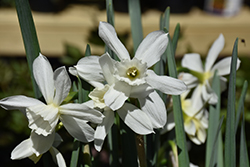 Thalia Daffodil (Narcissus 'Thalia') at Stonegate Gardens