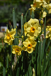 Golden Dawn Daffodil (Narcissus 'Golden Dawn') at A Very Successful Garden Center