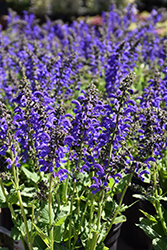 Fashionista Evening Attire Sage (Salvia 'Evening Attire') at Lakeshore Garden Centres