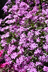 Fort Hill Moss Phlox (Phlox subulata 'Fort Hill') at Lakeshore Garden Centres