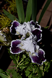 Puddy Tat Iris (Iris 'Puddy Tat') at Lakeshore Garden Centres