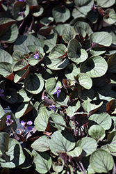 Silver Gem Pansy (Viola walteri 'Silver Gem') at A Very Successful Garden Center