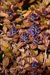 Feathered Friends Parrot Paradise Bugleweed (Ajuga 'Parrot Paradise') at A Very Successful Garden Center