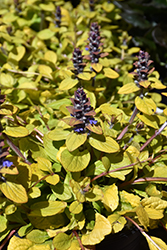 Feathered Friends Tropical Toucan Bugleweed (Ajuga 'Tropical Toucan') at Stonegate Gardens