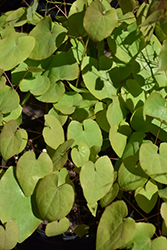 Black Sea Barrenwort (Epimedium 'Black Sea') at Lakeshore Garden Centres