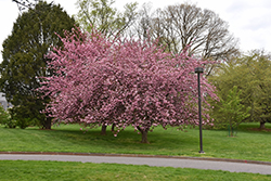 Royal Burgundy Flowering Cherry (Prunus serrulata 'Royal Burgundy') at Stonegate Gardens