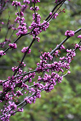 Merlot Redbud (Cercis canadensis 'Merlot') at Lakeshore Garden Centres