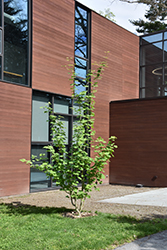 Joe Witt Snakebark Maple (Acer tegmentosum 'Joe Witt') at Lakeshore Garden Centres