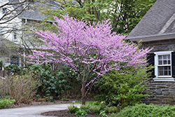 Alley Cat Redbud (Cercis canadensis 'Alley Cat') at Stonegate Gardens