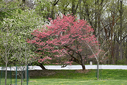 Cherokee Chief Flowering Dogwood (Cornus florida 'Cherokee Chief') at Stonegate Gardens