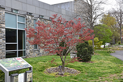 Beni Shi En Japanese Maple (Acer palmatum 'Beni Shi En') at Lakeshore Garden Centres