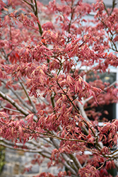 Beni Shi En Japanese Maple (Acer palmatum 'Beni Shi En') at Lakeshore Garden Centres