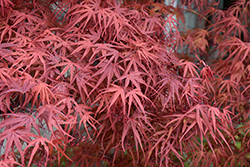Beni Otake Japanese Maple (Acer palmatum 'Beni Otake') at Stonegate Gardens