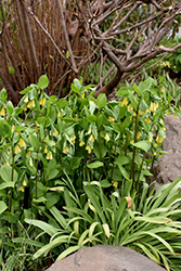 Korean Fairy Bells (Disporum flavum) at Lakeshore Garden Centres