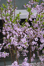 Hackenberry Lilac Daphne (Daphne genkwa 'Hackenberry') at Stonegate Gardens
