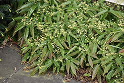 Sandy Claws Barrenwort (Epimedium wushanense 'Sandy Claws') at Stonegate Gardens