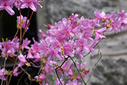 Netted Azalea (Rhododendron reticulatum) at Lakeshore Garden Centres