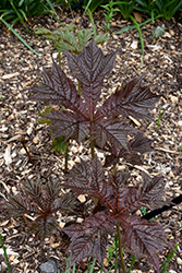 Bloody Wheels Rodgersia (Rodgersia podophylla 'Bloody Wheels') at A Very Successful Garden Center