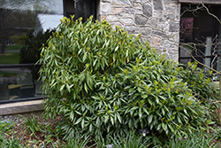 Sawtoothed Japanese Aucuba (Aucuba japonica 'Serratifolia') at Lakeshore Garden Centres