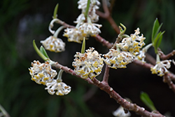 Snow Cream Oriental Paper Bush (Edgeworthia chrysantha 'Snow Cream') at Stonegate Gardens