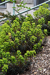 Purple Wood Spurge (Euphorbia amygdaloides 'Purpurea') at Stonegate Gardens