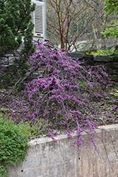 Ruby Falls Redbud (Cercis canadensis 'Ruby Falls') at Stonegate Gardens