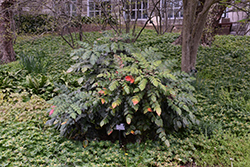 Japanese Mahonia (Mahonia japonica) at Stonegate Gardens