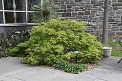 Green Cascade Maple (Acer japonicum 'Green Cascade') at Stonegate Gardens