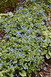 Jack Frost Bugloss (Brunnera macrophylla 'Jack Frost') at The Mustard Seed