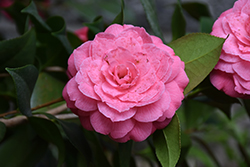 April Rose Camellia (Camellia japonica 'April Rose') at Wallitsch Nursery And Garden Center